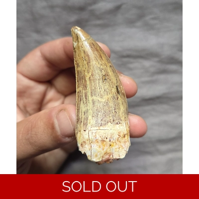 Rare Quality Carcharodontosaurus Fossil Tooth Theropod Dinosaur Trex Morocco